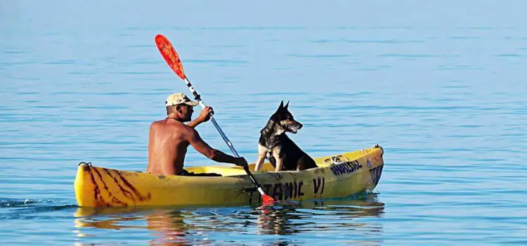 How to Kayak with a Dog 